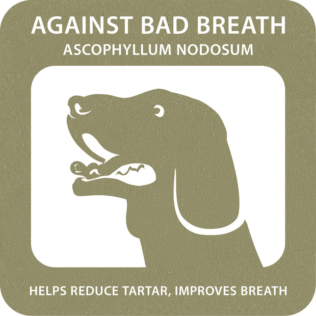 100% SNACK A REMPLIR - TOOTHBRUSH ASCOPHILLUM