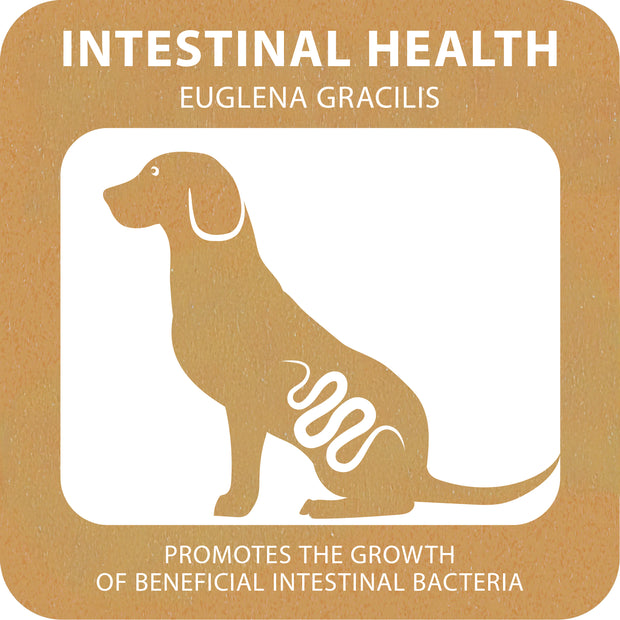 100% SNACK BÂTONNETS - SNOWFLAKE EUGLENA